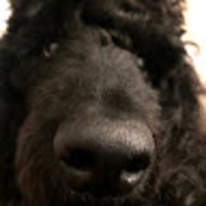 Meet your Posher, Joy